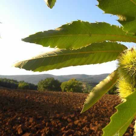 Agriristoro Podere S. Andrea มัสซามาริตติมา ภายนอก รูปภาพ